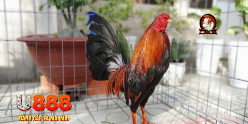 kubet393 casino máy tính